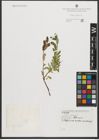 Foto von Salix repens L.